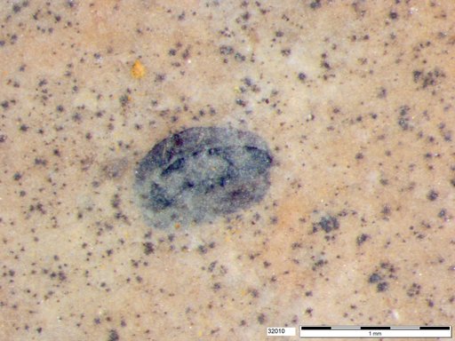 Tracheophyta