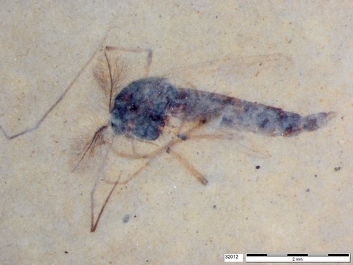 Genus sp