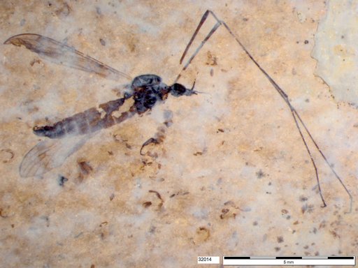 Diptera