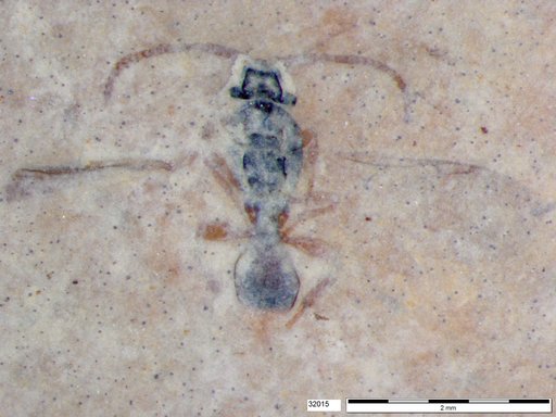 Diapriidae
