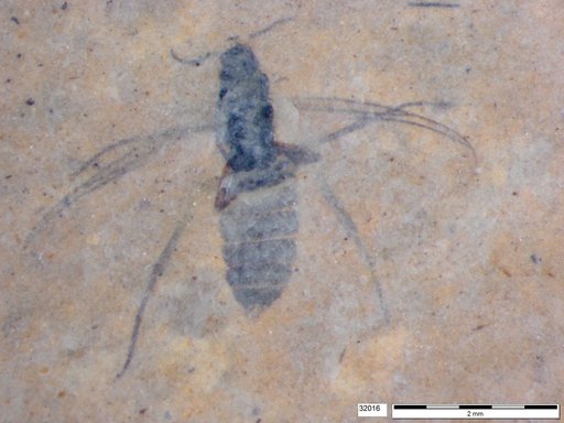 Diptera
