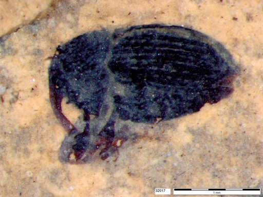 Genus sp