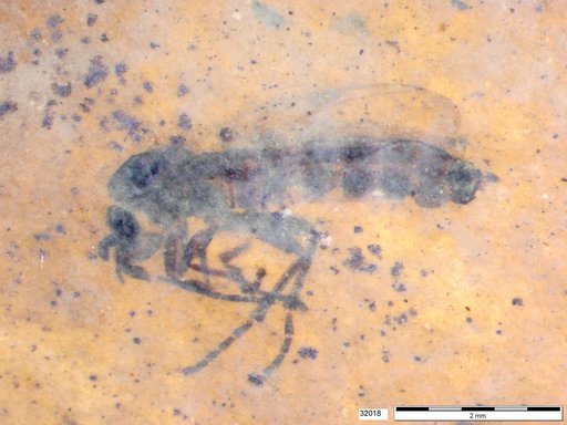 Diptera