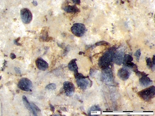 Tracheophyta