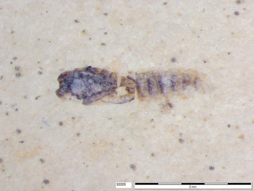 Genus sp