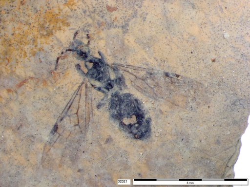 Formicidae