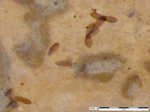 Chaoboridae