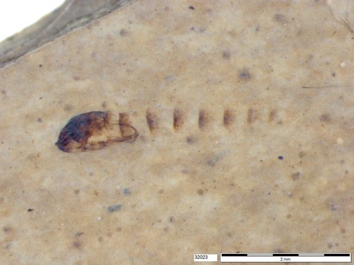 Genus sp