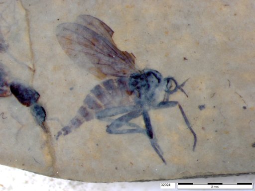 Sciaridae