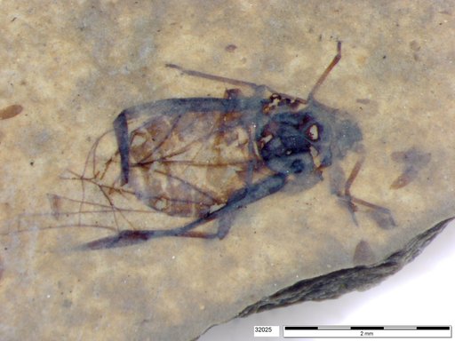 Aphididae