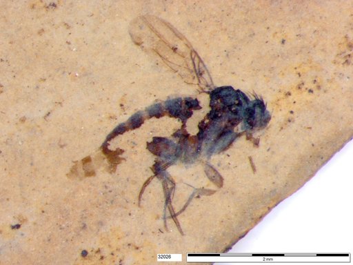 Phoridae
