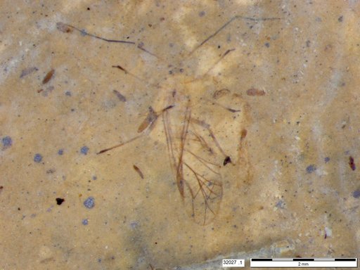 Aphididae