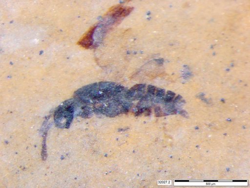 Genus sp
