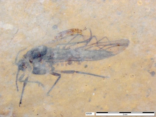Aphididae