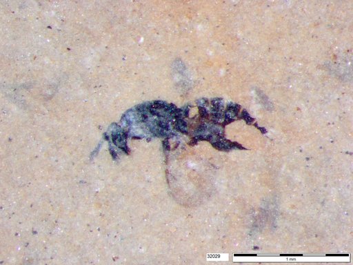 Genus sp