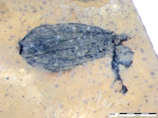 Tracheophyta