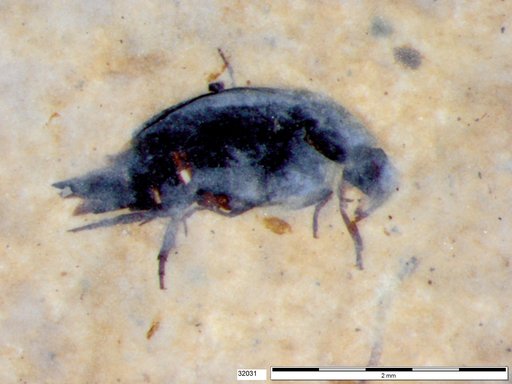 Mordellidae