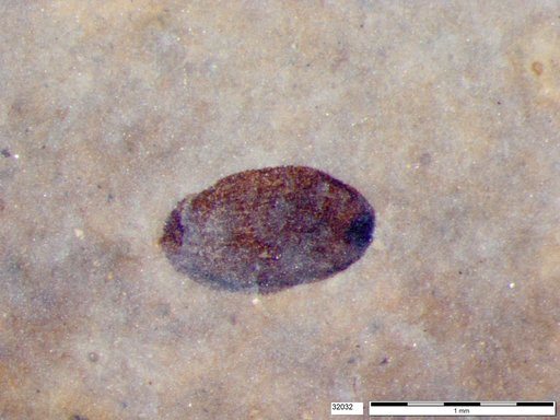 Tracheophyta