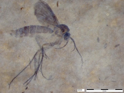 Mycetophilidae