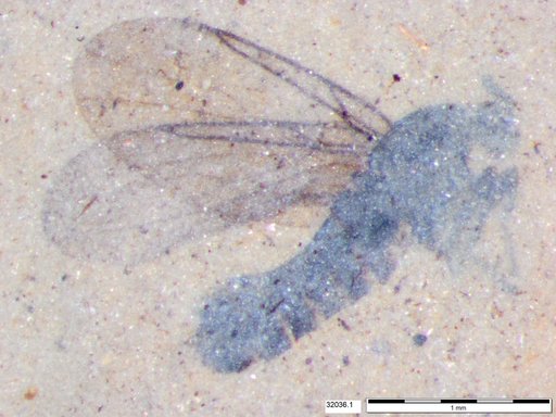 Efcookella nigra Greenwalt, 2019