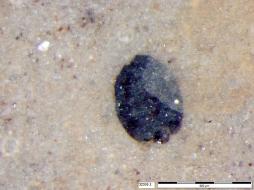 Tracheophyta