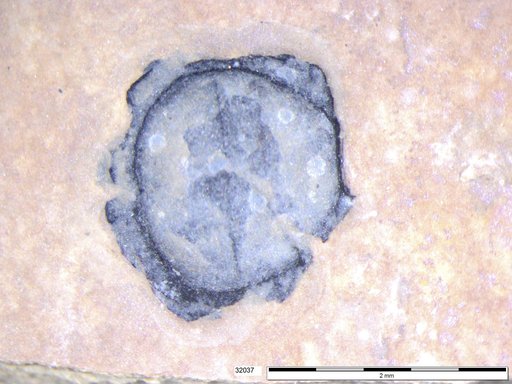 Tracheophyta