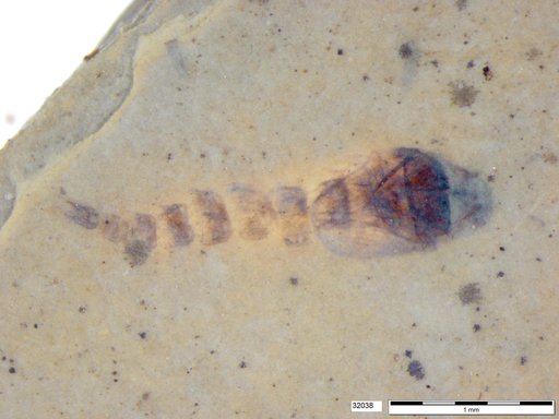 Genus sp