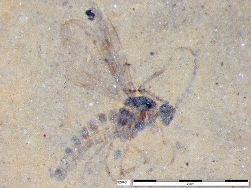 Diptera