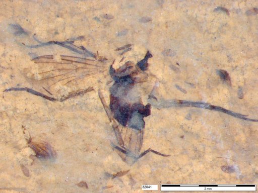 Diptera
