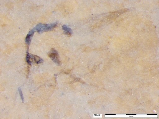 Chaoboridae
