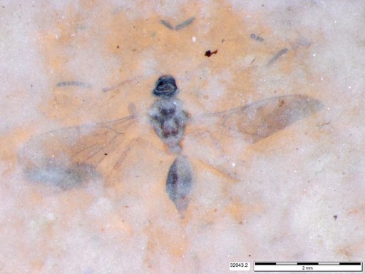 Diapriidae