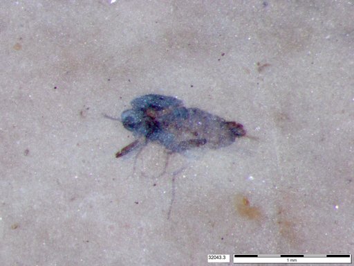 Diptera