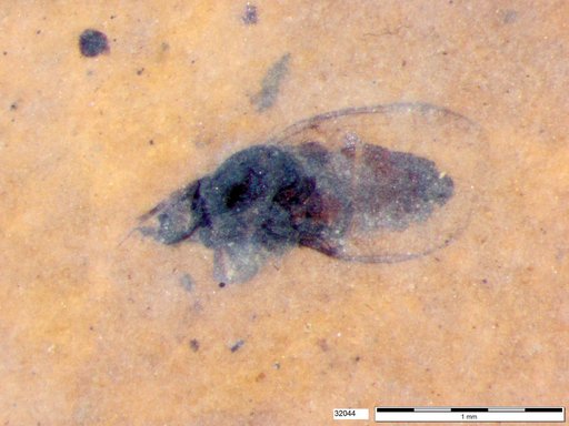 Diptera