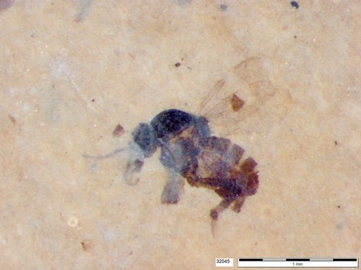 Diptera