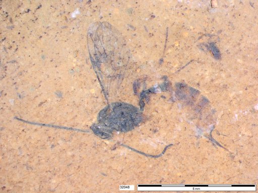 Ichneumonidae