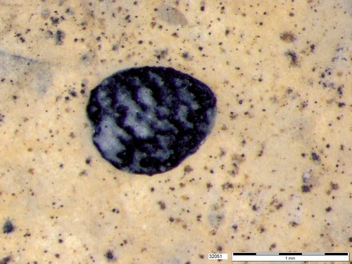 Tracheophyta