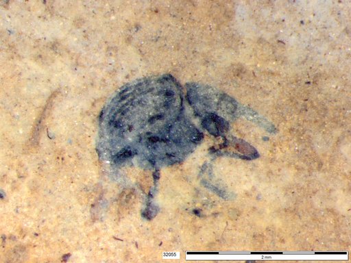 Genus sp