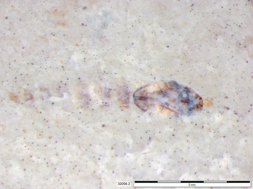 Genus sp
