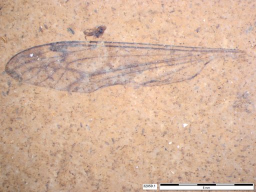 Diptera