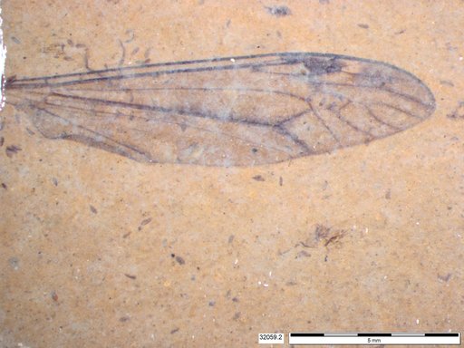 Diptera
