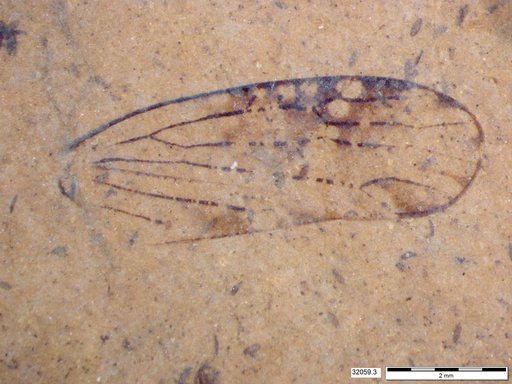 Genus sp