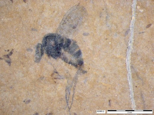 Diptera