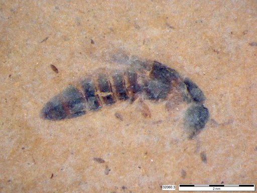 Genus sp