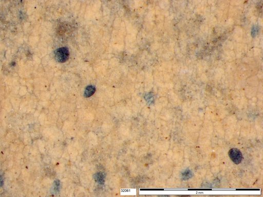 Tracheophyta