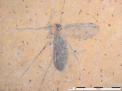 Genus sp