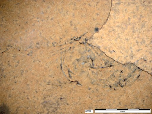 Genus sp