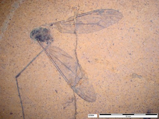 Diptera
