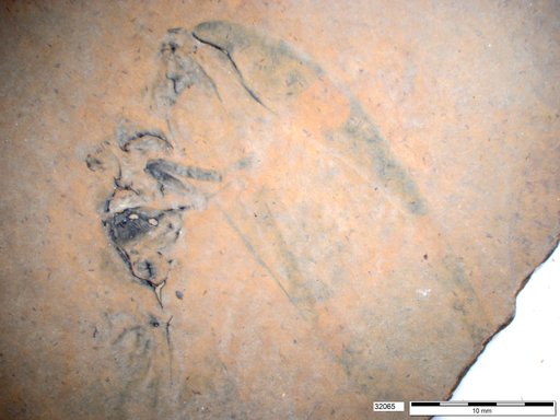 Genus sp