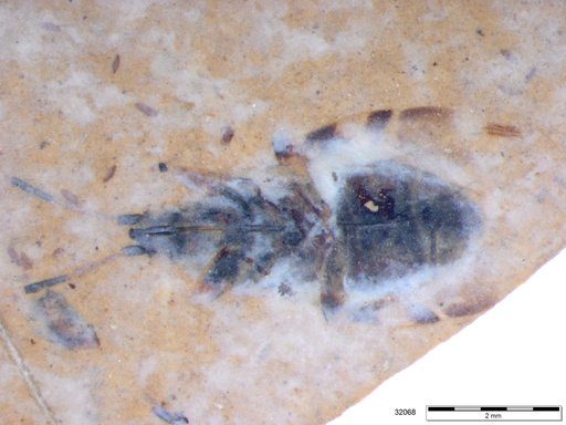 Genus sp