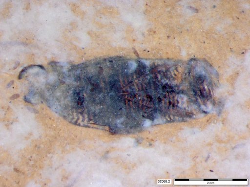 Corixidae